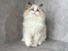 -小猫来了·猫舍(红山六九七九店)