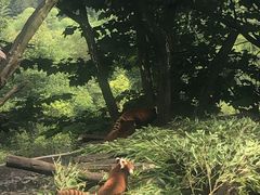 -都江堰中华大熊猫苑