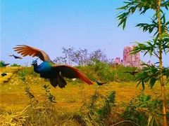 -兰陵国家农业公园