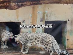 -青藏高原野生动物园