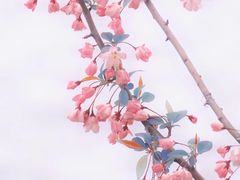 -莫愁湖公园