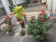 -农家老屋药根鸡