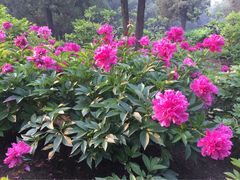 iphone_upload_pic-景山公园