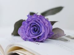 -弗劳尔花艺坊(龙涛店)