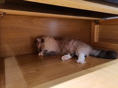 -滚猫咖啡·猫咖·猫友好撸猫(未来城店)
