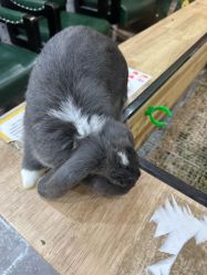 -神奇动物撸宠馆·羊驼·小浣熊·异宠(豫园店)