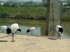 -盐城丹顶鹤湿地生态旅游区
