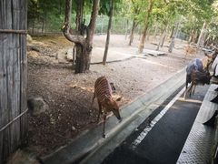 -清迈夜间动物园