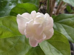 -天治宣·野椒鸡(龙头寺总店)