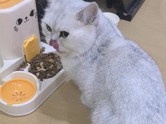 -猫十亿·布偶金渐层·曼基康矮脚猫舍(青年路店)