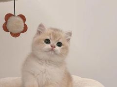 -猫十亿·布偶金渐层·曼基康矮脚猫舍(青年路店)