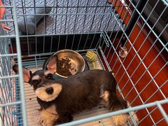 -翊宠yipet猫狗购宠庄园犬舍•猫舍