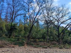 -九曲溪竹筏码头