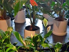 -大鸭梨烤鸭(枣园店)