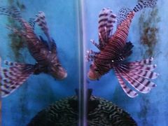 -泉州海丝野生动物世界