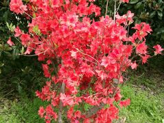 -南汇桃花村