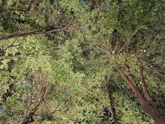 -海心沙亚运公园