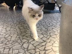 -momokira米努特·德文卷毛猫·棉花面纱犬