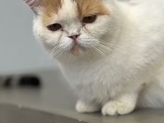 -Cappucimeow猫咪咖啡馆(韦伯时代店)