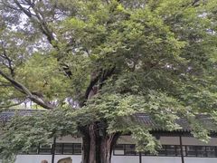 -苏州文庙(姑苏区)