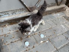 -全心全意连锁动物医院·微创中心·内科急重症·心脏专科(丰管路店)