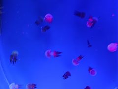 -萌宠奇缘(荣鼎店)