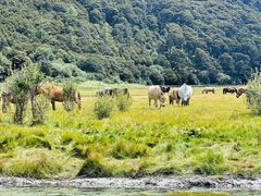 -稻城亚丁景区-冲古草甸