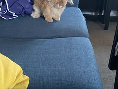 -爱诺耐芙动物医院(万博店)