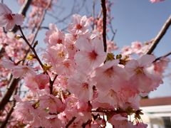 -顾村公园