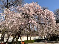 -西安青龙寺遗址景区