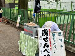 -奈良公园