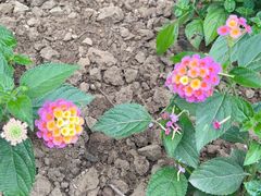 -南宫五洲植物乐园