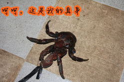 美味的椰子蟹-天秤座发型社