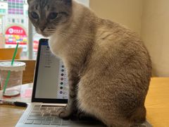 -藏猫猫咖啡主题馆(中央大道店)