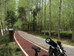 -合肥滨湖国家森林公园