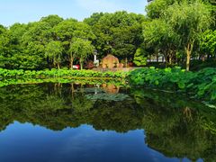 -陈家山荷花公园
