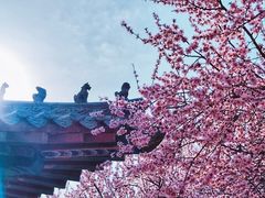-桃花堤公园