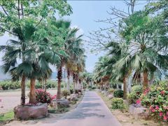 -亚龙湾国际玫瑰谷