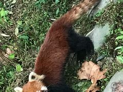 -都江堰中华大熊猫苑