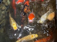 -后院犇牛主题餐厅(云岗店)