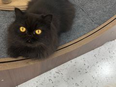 -喵园·猫主题咖啡厅·撸猫·猫咖(国贸店)