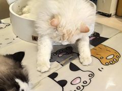 -藏猫猫咖啡主题馆(中央大道店)