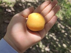 -塘栖枇杷特色园区