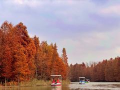 -上海海湾国家森林公园