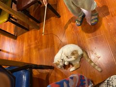 -猫小院猫主题咖啡厅(北锣店)