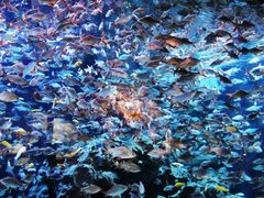 -成都浩海立方海洋公园