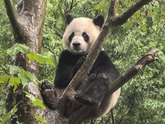 -都江堰中华大熊猫苑