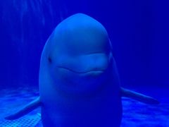 -多彩贵州城极地海洋世界