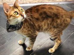 -猫色咖啡·猫咖
