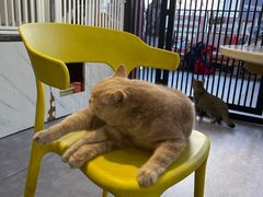 -猫房·猫吧·猫咖(龙湖时代汇店)